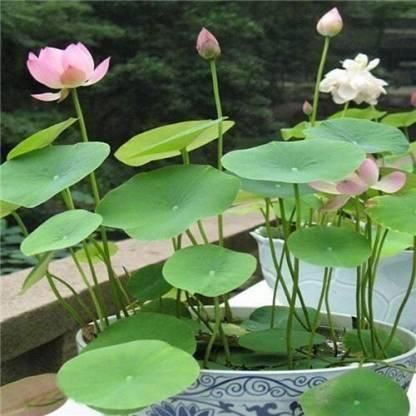 Lotus Plant Seed (Piece of 40)