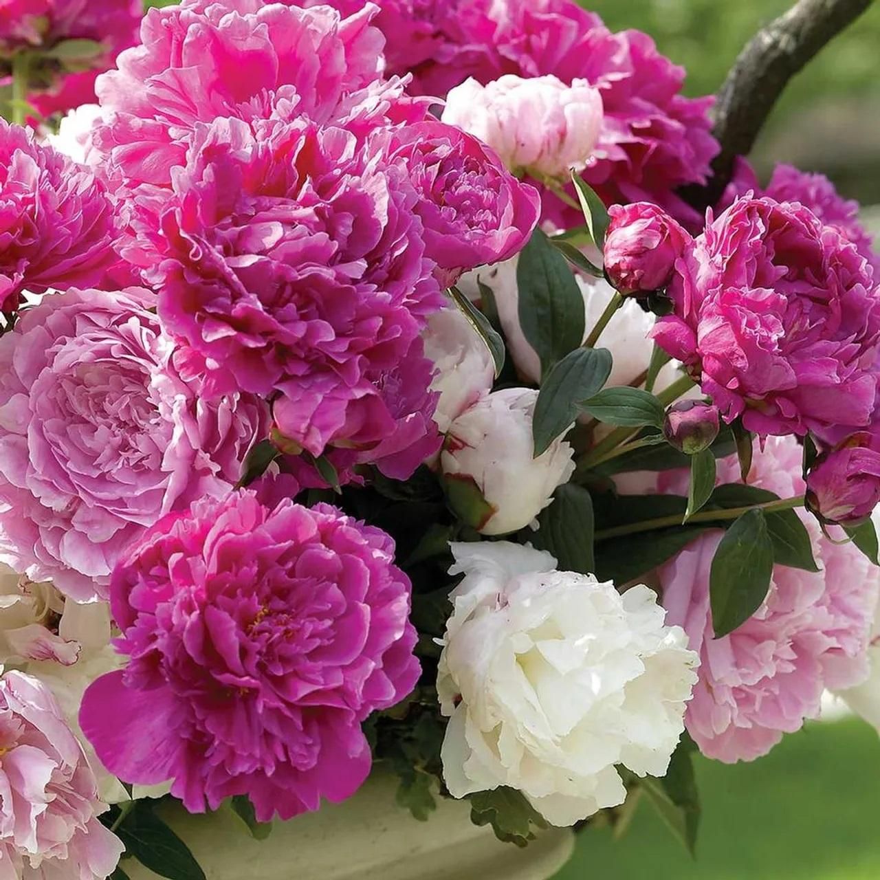 The Queen of Flowers Peony Flower (Pack of 20)